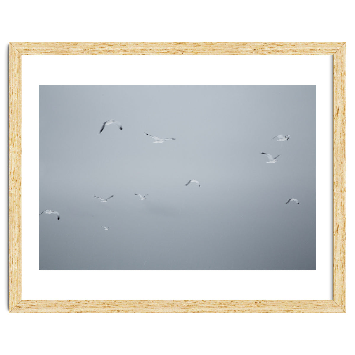 Flying seagulls in the winter sky