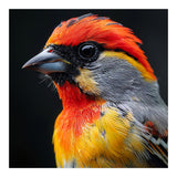 Close Up Of Colorful Bird With Red Orange Yellow Feathers (Print Only) thumbnail