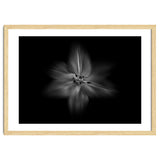 Backyard Flowers In Black And White No 28 Flow Version thumbnail