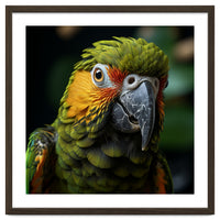 Close Up Of A Colorful Macaw Parrot Face