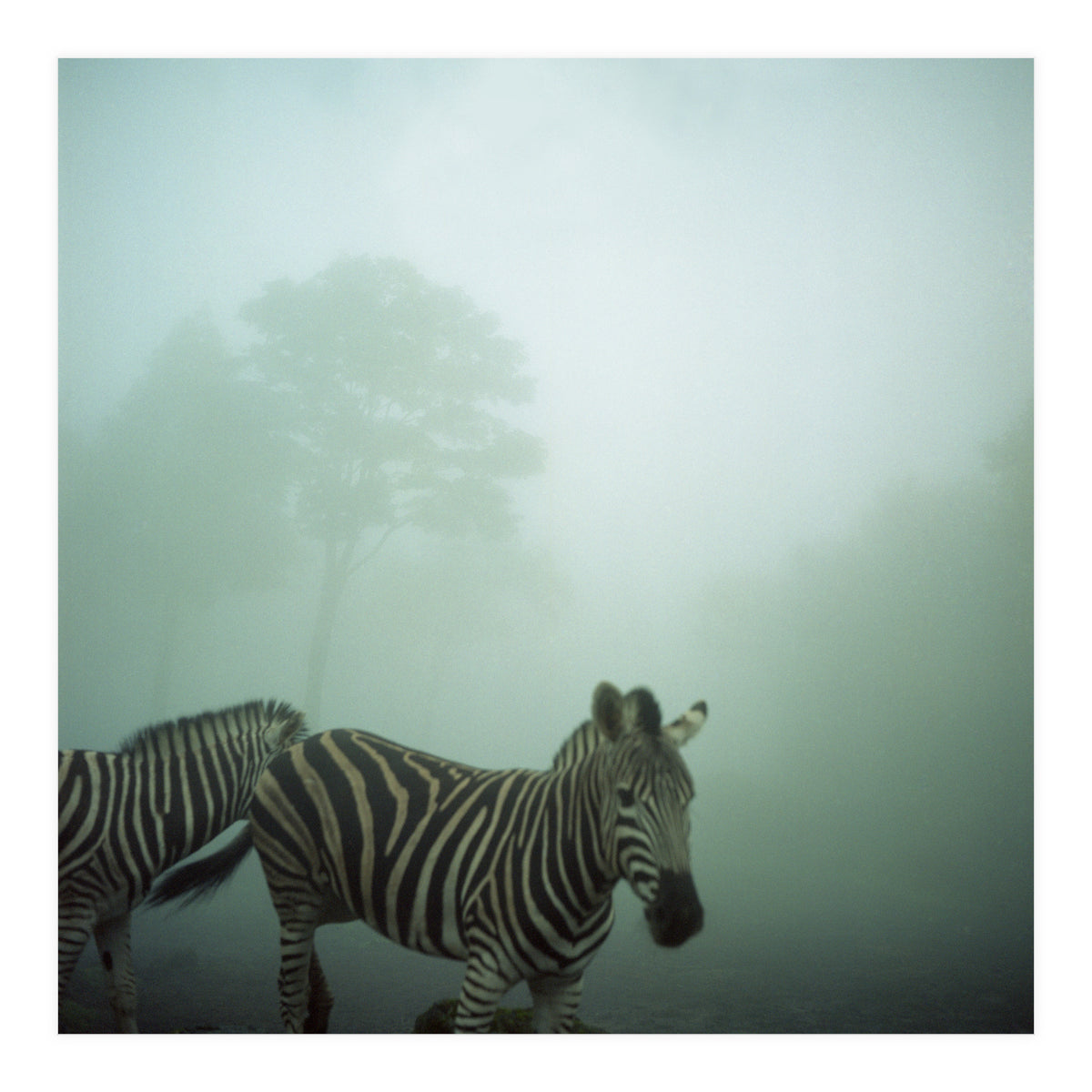 Silence of breath - 16 (Print Only)