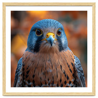 Close Up Of A Kestrel Bird Of Prey Portrait