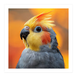 Cockatiel Parrot Close Up  (Print Only) thumbnail