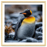 King Penguin In Snow With Water Droplets thumbnail