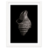 Shells No 2 thumbnail