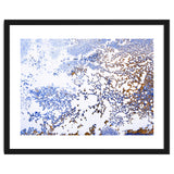 Coral Blooming thumbnail
