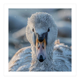 Close Up Of A Swan In Frost Winter Bird Close Up (Print Only) thumbnail