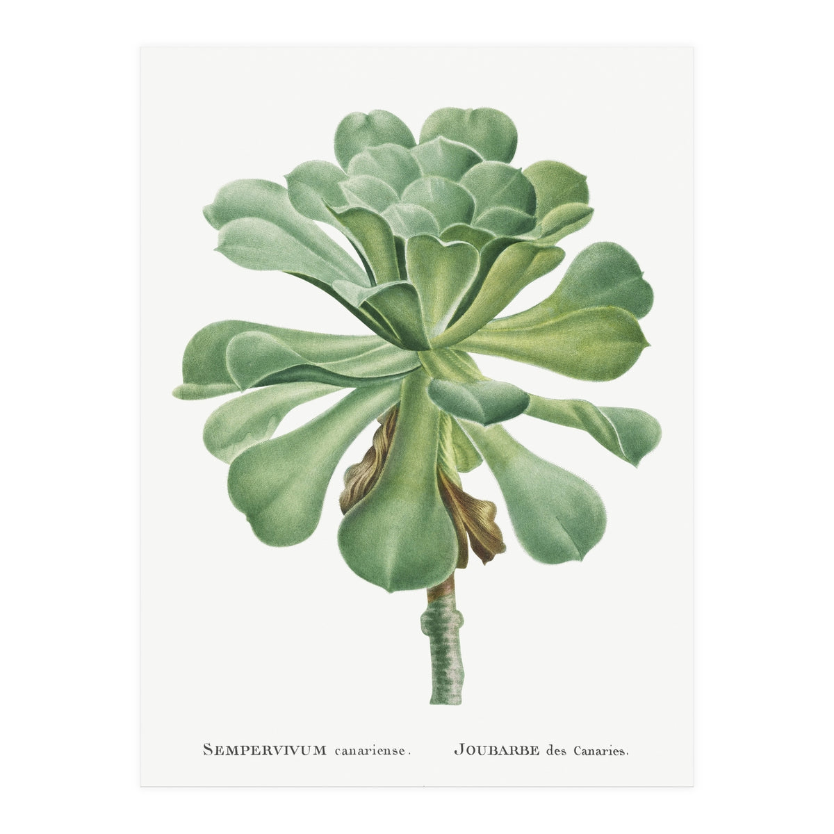 Pierre-Joseph Redouté – Sempervivum Canariense (1799) (Print Only)
