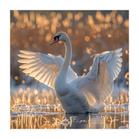 Swan Spreading Wings In Water Sunlight (Print Only)