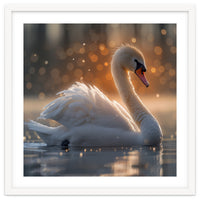 Majestic Swan Gliding On Water During Sunset Golden Hour Wildlife