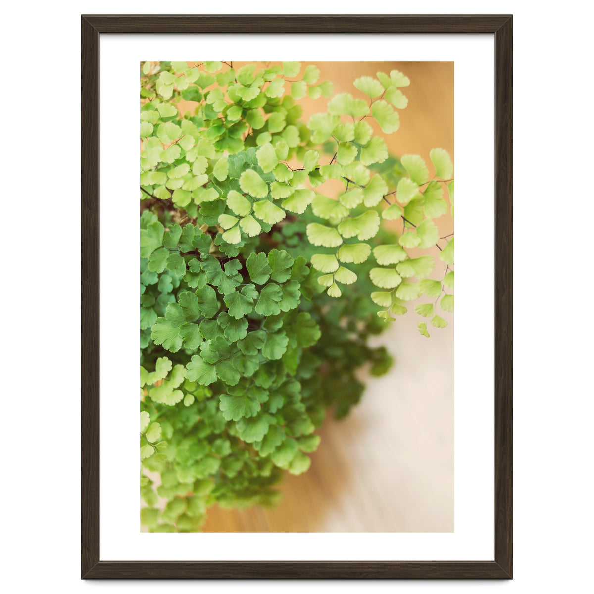 Maidenhair Queen