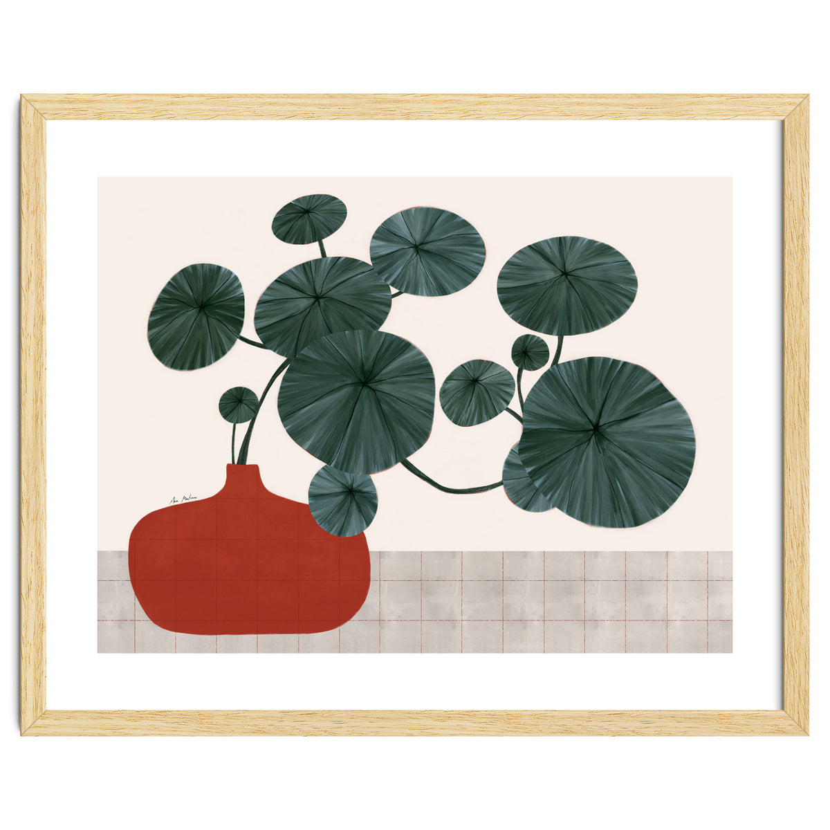 Stephonia Erecta plant