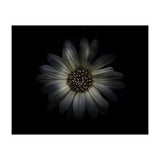Backyard Flowers No 27 Color Version (Print Only) thumbnail