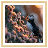 Puffin Bird On Rocks Near Pink Flowers At Sunset thumbnail