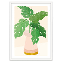 Fresh Morning Monstera Plant