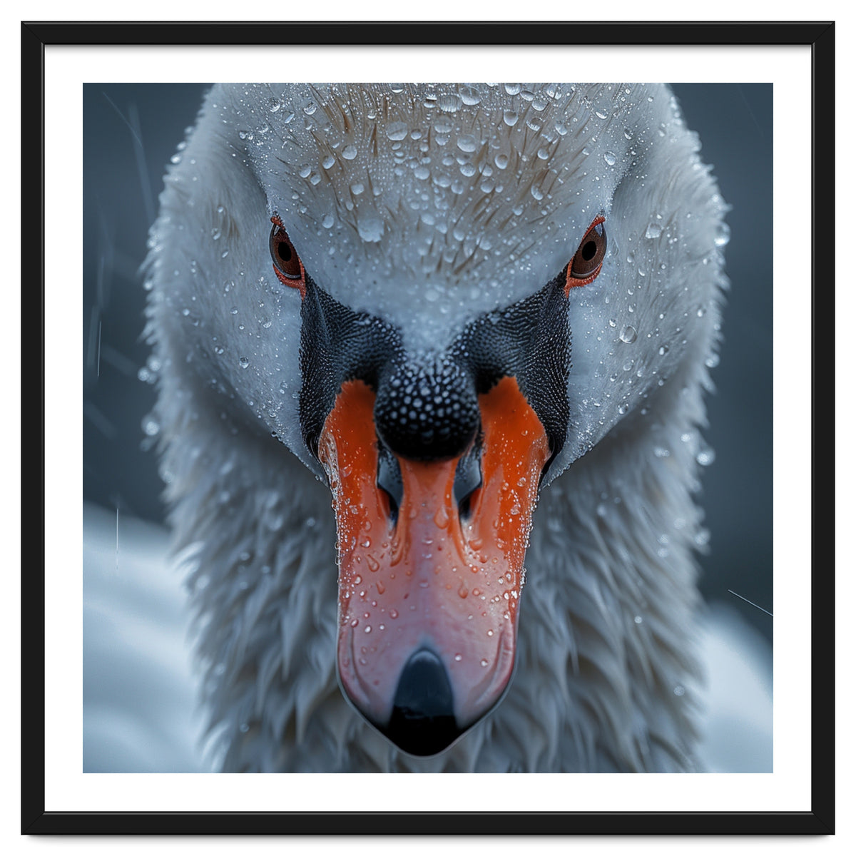 Close Up Of A Swan's Face With Water Droplets