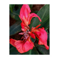 Red Indian Shot Flower (Print Only)