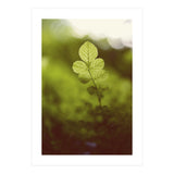 Out of the green (Print Only) thumbnail