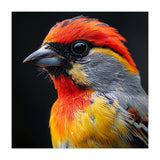 Close Up Of Colorful Bird With Red Orange Yellow Feathers (Print Only) thumbnail