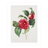 Pierre-Joseph Redouté – Finest Flowers and Fruits (1833) (Print Only) thumbnail