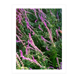 Lavender Flowers (Print Only) thumbnail