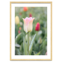 Ethereal Elegance: The soft pink tulip