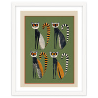 Striped Lemurs