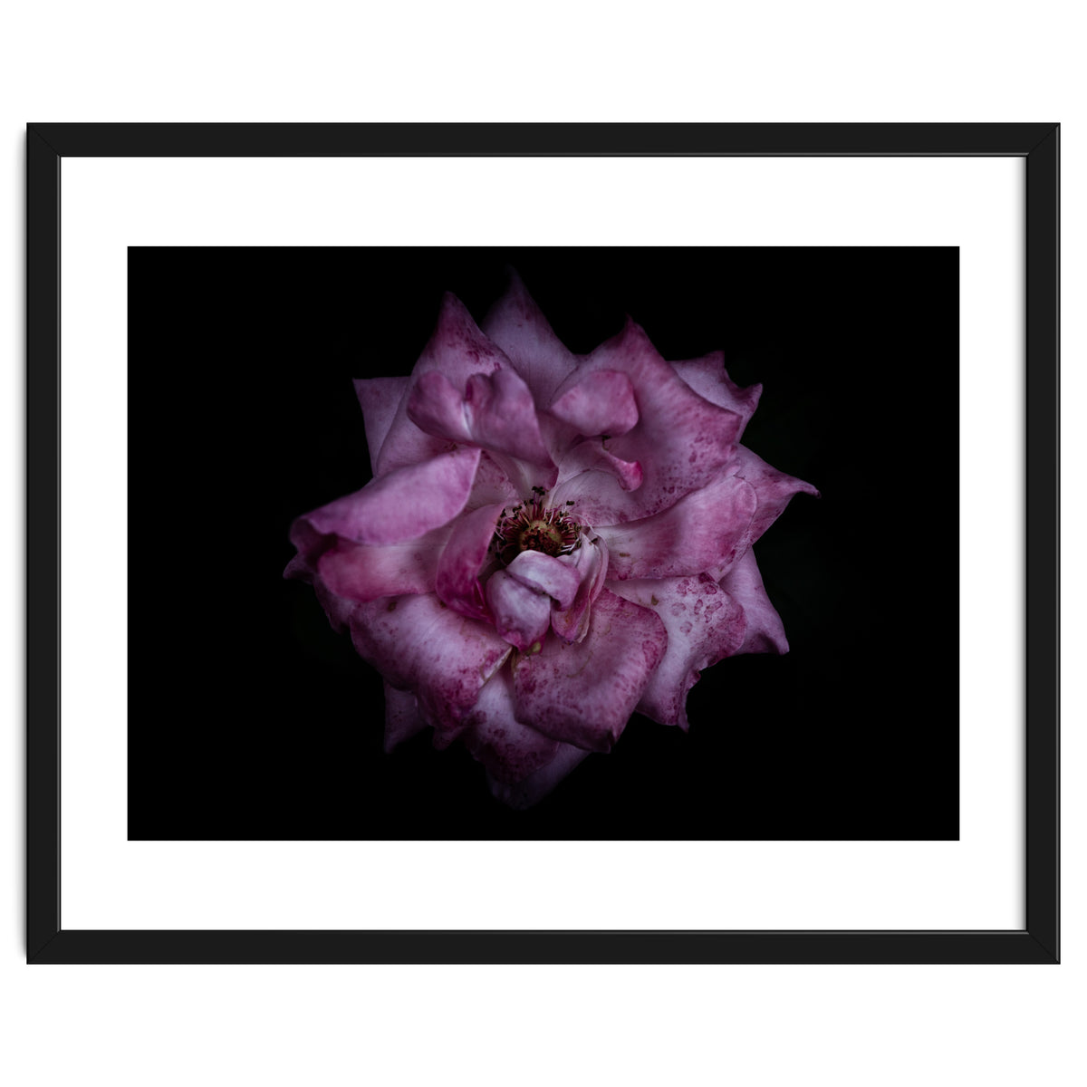 Backyard Flowers No 111 Color Version