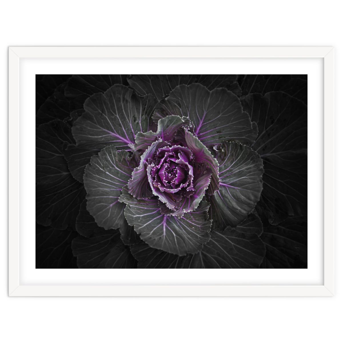 Backyard Flowers No 108 Color Version