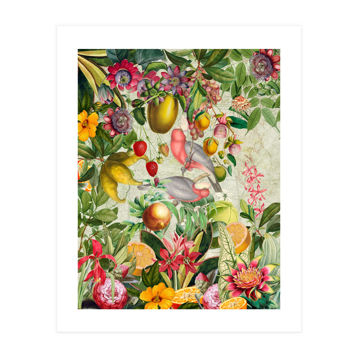 Pink Cockatoo vintage jungle  (Print Only)