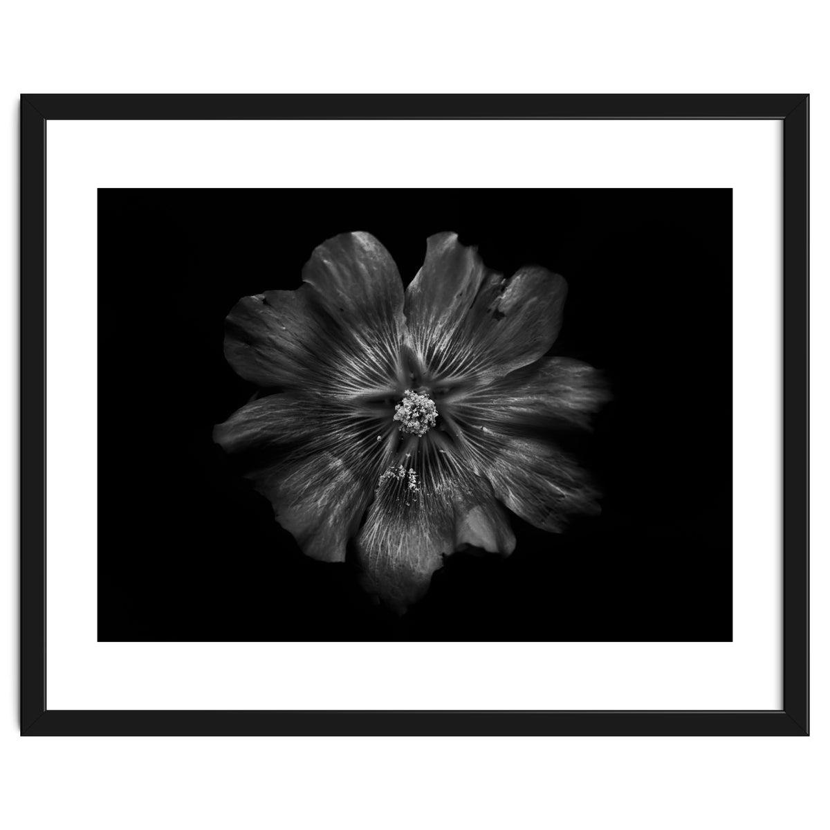 Backyard Flowers In Black And White 22