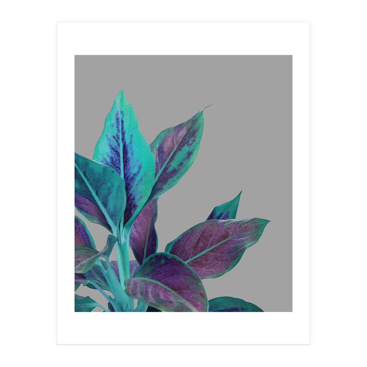 Still Nature (Print Only)