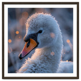 Close Up Frosty Swan Head During Golden Hour thumbnail