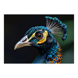 Close-up of a Peacock’s Head (Print Only) thumbnail
