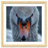Close Up Of A Swan's Face With Water Droplets thumbnail