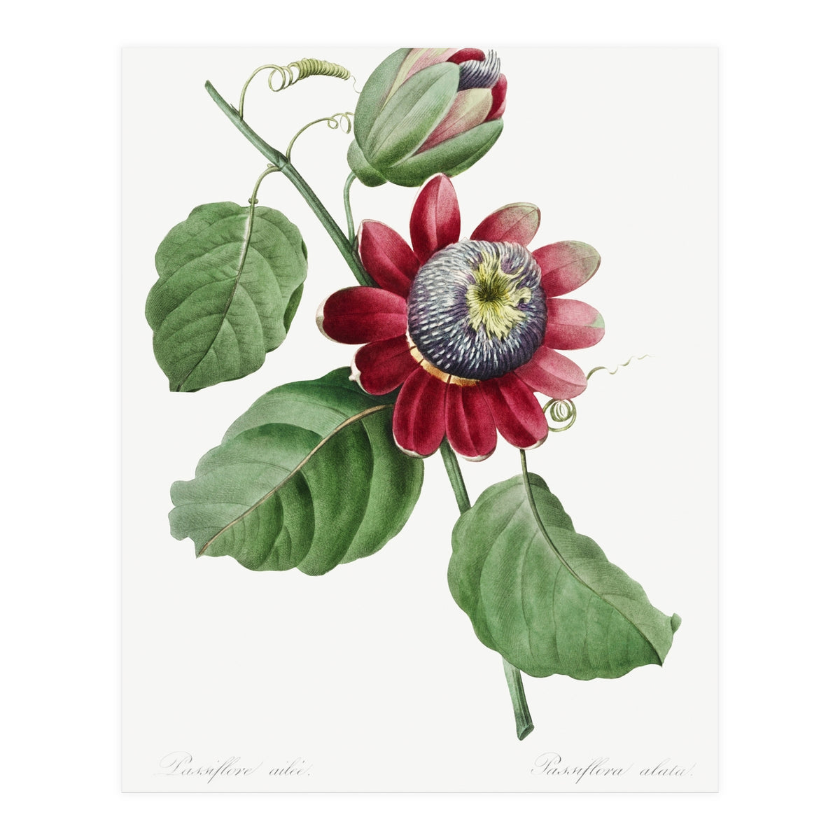 Pierre-Joseph Redouté & Henry Joseph Redouté – Passiflore Ailée (1827) (Print Only)