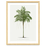 Oswald de Kerchove de Denterghem – Vintage Palm Tree Illustration (1878) thumbnail