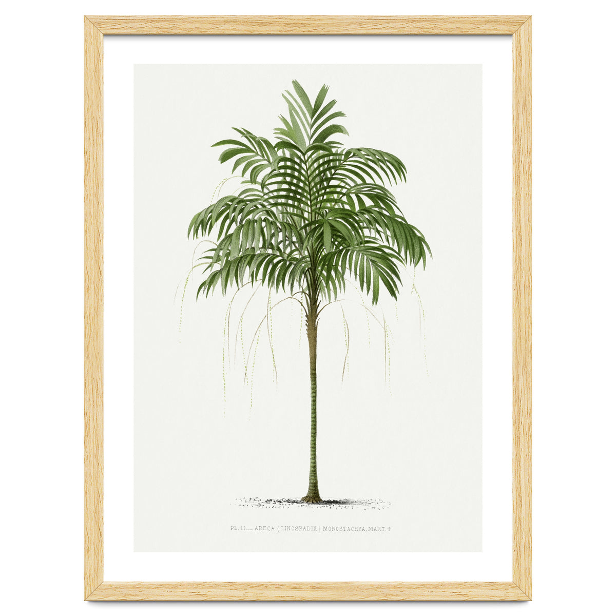 Oswald de Kerchove de Denterghem – Vintage Palm Tree Illustration (1878)