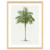 Oswald de Kerchove de Denterghem – Vintage Palm Tree Illustration (1878)