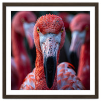 Close Up Of A Flamingo Bird Face, Pink Feathers