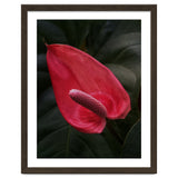 Red Anthurium Flower thumbnail