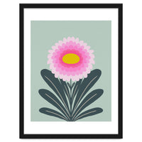 Chrysanthemum - turquoise and pink