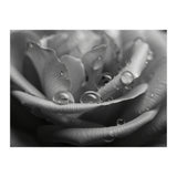 Ethereal Monochromatic Rose Petal Macro (Print Only) thumbnail