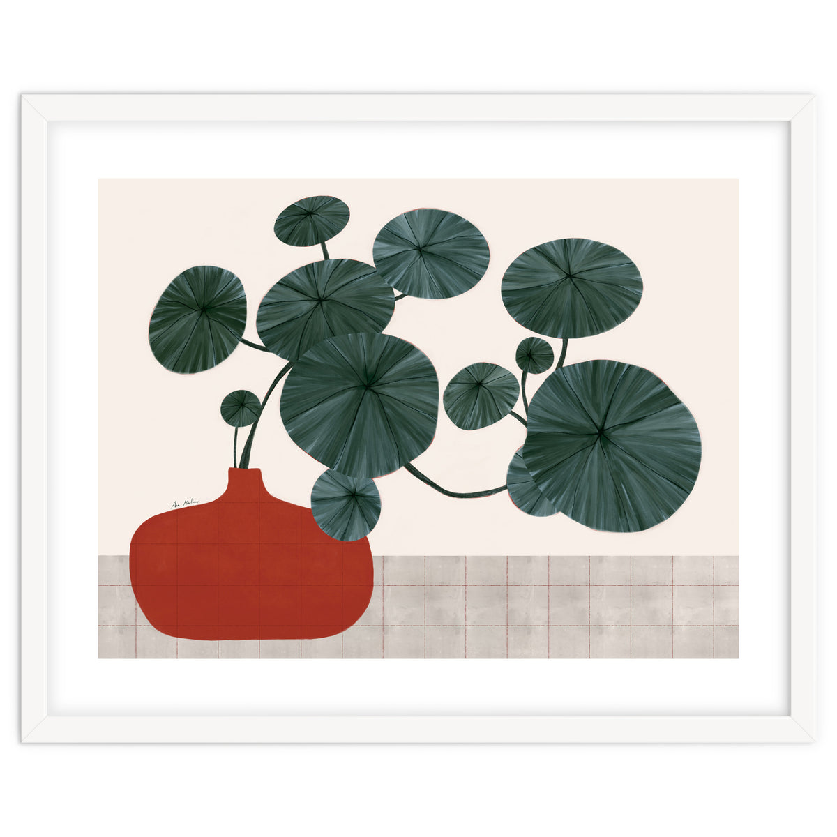 Stephonia Erecta plant