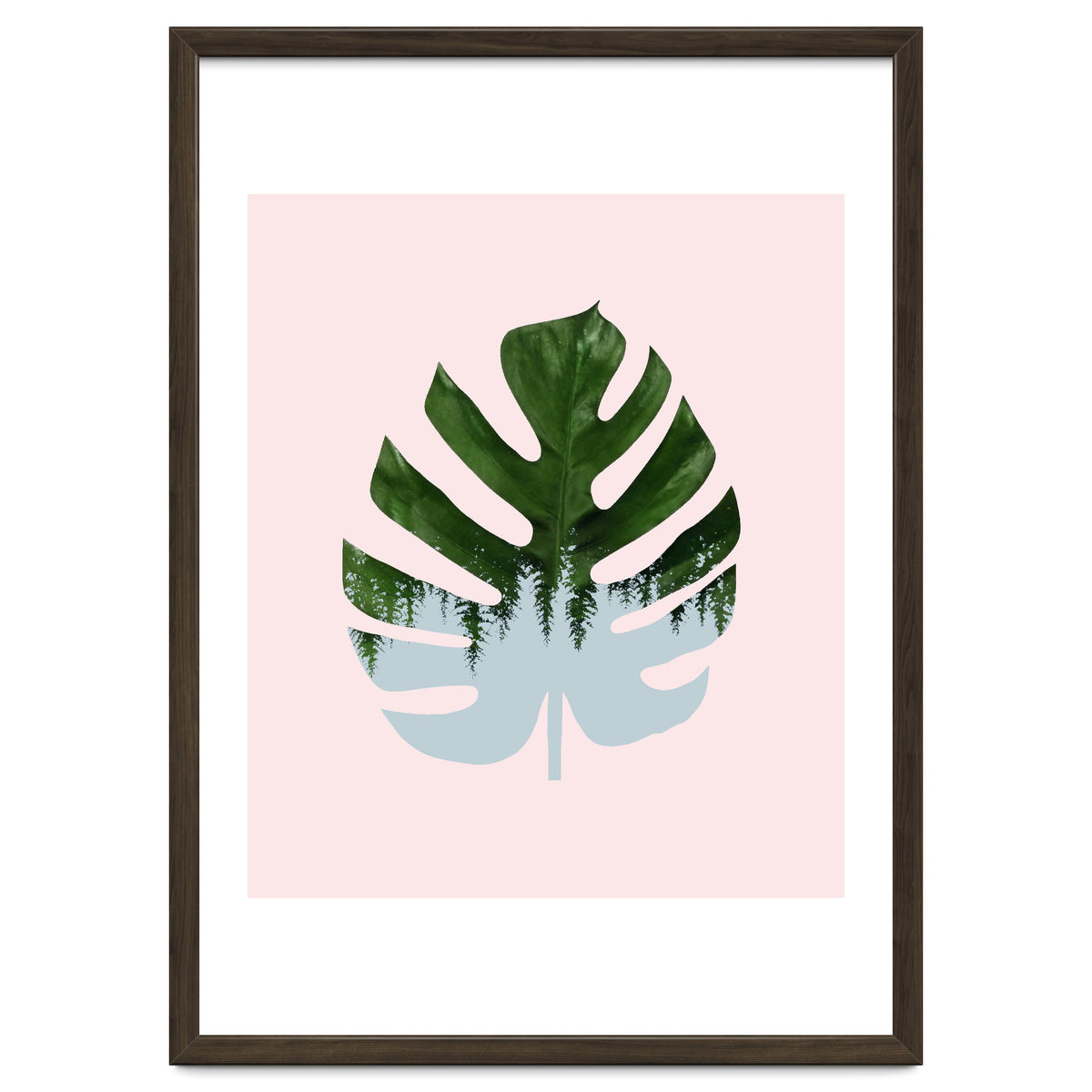 Monstera