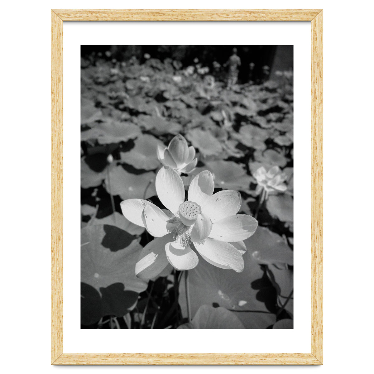 Hylas | Black & White