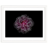 Backyard Flowers No 116 Color Version thumbnail
