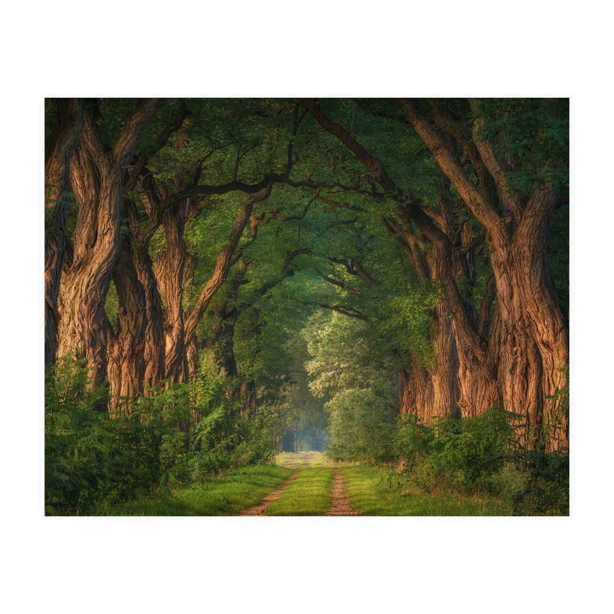 Soft morning light (Print Only)