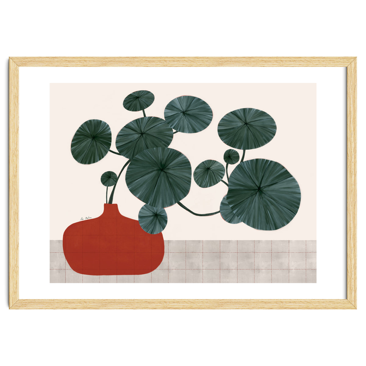 Stephonia Erecta plant