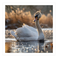Majestic Swan On Calm Water During Sunset Nature Scene (Print Only)